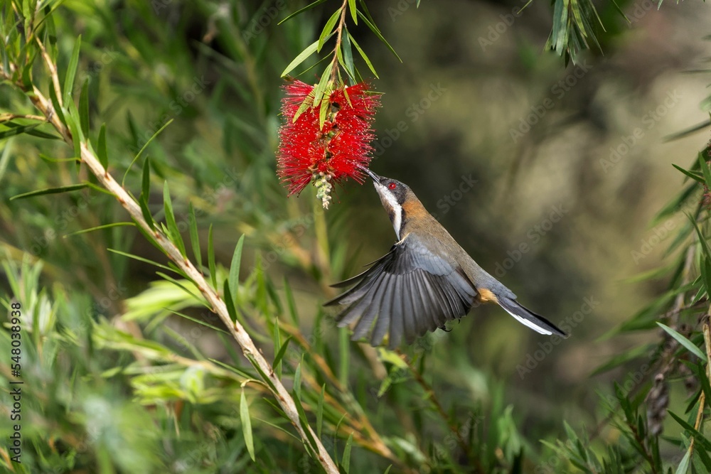 Sticker closeup of an eastern spinebill touching a red flowering plant with its beak captured in flight