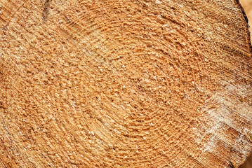 Tree rings. wood texture with the section of a cut log