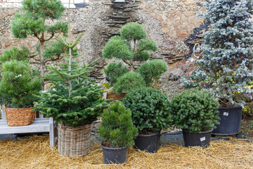 Fototapeta na wymiar The yard near the house is decorated for Christmas. The territory near the house is decorated for Christmas. Live Christmas tree: spruce, pine, spruce in pots.