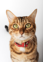 Portrait of a Bengal cat in a red collar.