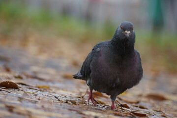 pigeon on the ground