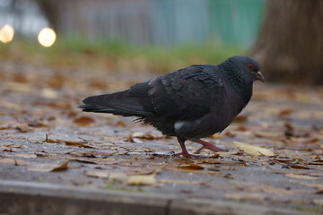 pigeon on the ground