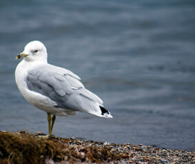 Obraz premium seagull on the beach