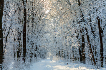 Picturesque snowy trees in a winter atmosphere after snowfall. A path among trees in a snow-covered forest. Winter snow branches of trees, walk path, footprints on the snow and light in perspective.