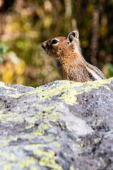 Chipmonk Sunning on Rock, Mount Rainier National Park, Washington State, USA