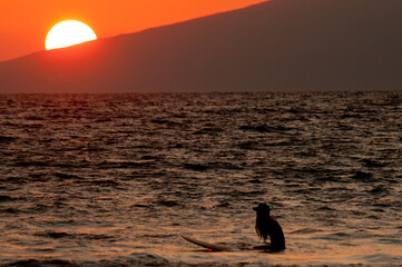 Lone surfer waits for the final wave of the day