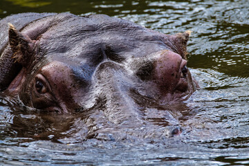 Hippo partially wubmerged seems interested in camera