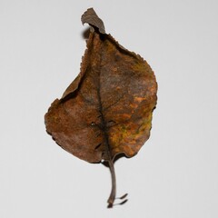 Fototapeta premium Closeup shot of a rusty and dried autumn leaf isolated on the white background