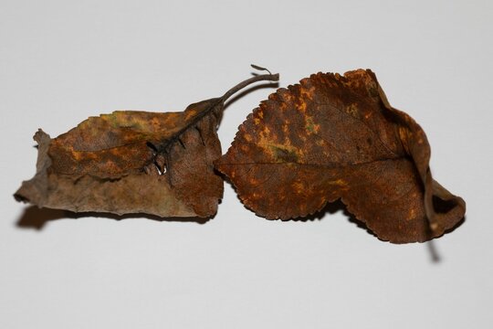 Closeup shot of a rusty and dried autumn leaf isolated on the white background