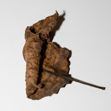 Closeup shot of a rusty and dried autumn leaf isolated on the white background