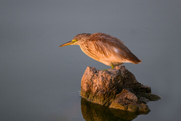 Squacco Heron with reflection standing on rock in the pond