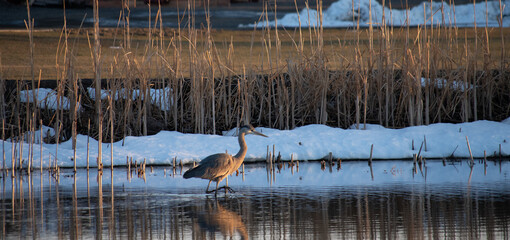 Great Blue Herron wading in Pond at Sunset