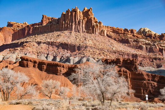 Bare trees agains red rock cliffs, Capitol Reef National Park, Utah, USA © Cliff