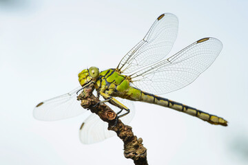 Dragonfly female green snaketail (Ophiogomphus cecilia)