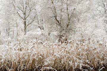 Natural winter landscape