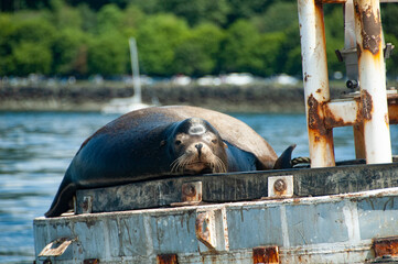 Stellar Sea Lion Rests on Navigation Buoy, Puget Sound, Washington State