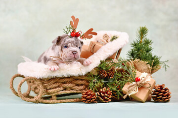 French Bulldog dog puppy in .Christmas sleigh carriage surrounded by seasonal decoration in front...