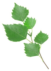 Branch of young birch with green leaves and catkins isolated on a white background