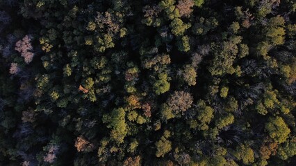 Overhead drone shot of a thick forested area