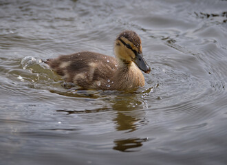 duckling in the water