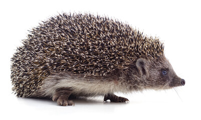 One little hedgehog.