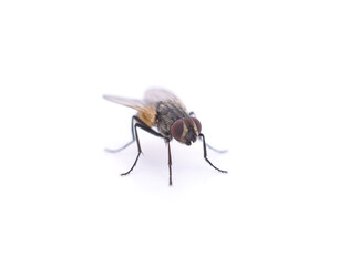 One big fly.