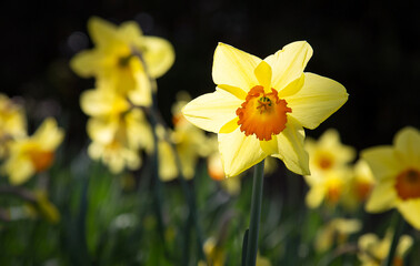 daffodils in spring