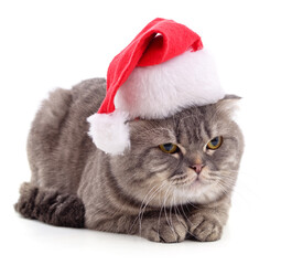 Kitten in Christmas hat.