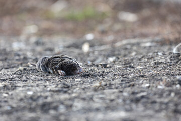 Dead mole on the ground in its natural environment