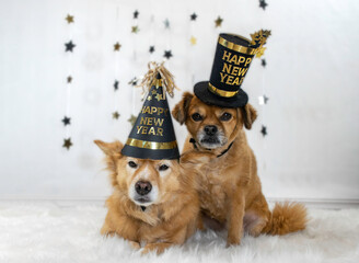 Cute dog wearing celebrating New Years with funny hat - obrazy, fototapety, plakaty