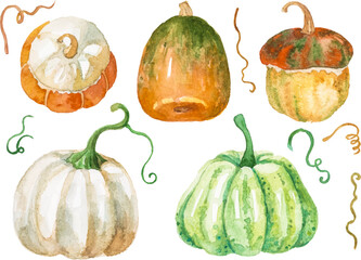 Watercolor autumn pumpkins isolated on white