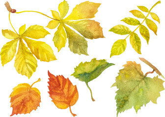 Watercolor autumn leaves isolated on white