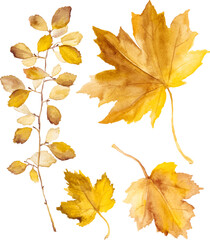 Watercolor autumn leaves isolated on white