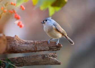 titmouse on perch