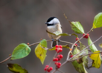 chickadee on perch in morning light