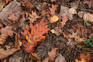Big oak leaf on autumn forest. Red and orange autumn leaves background. Outdoor. Colorful backround image of fallen autumn leaves perfect for seasonal use.