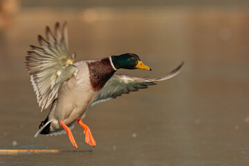The mallard or wild duck (Anas platyrhynchos) detail of landing on ice