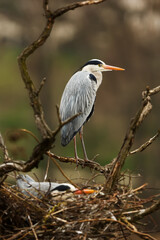 grey heron (Ardea cinerea) standing over a nest in the treetops