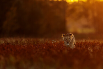 nice and cute young lioness (Panthera leo) in the red glow of the rising sun
