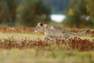 nice and cute young lioness (Panthera leo) running through the grassy savannah