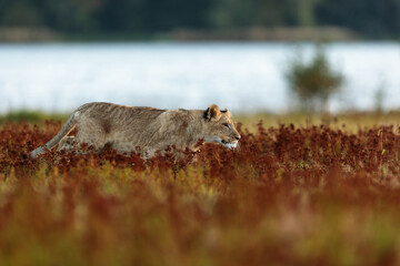 nice and cute young lioness (Panthera leo) walking through the savannah beside the lake