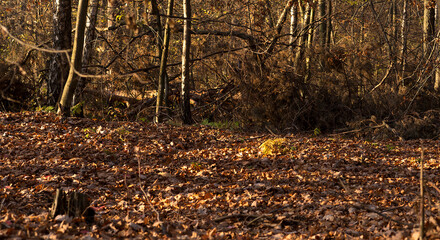 Jesienny las oświetlony promieniami zachodzącego słońca . Gruby dywan opadłych bukowych liści w złotobrązowej barwie  - obrazy, fototapety, plakaty