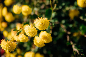 Yellow flowers in a flower bed. Autumn little chrysanthemums. Natural background.