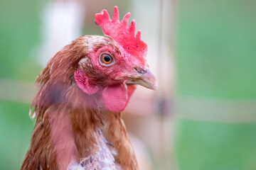 Red head hen in macro head shot view shows details of chicken beak and red cockscomb on backyard chicken with organic poultry and organic livestock for farming eggs and free range breeding on farmland