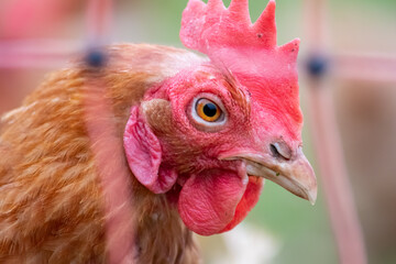 Red head hen in macro head shot view shows details of chicken beak and red cockscomb on backyard chicken with organic poultry and organic livestock for farming eggs and free range breeding on farmland