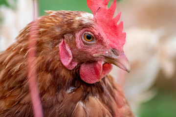 Red head hen in macro head shot view shows details of chicken beak and red cockscomb on backyard chicken with organic poultry and organic livestock for farming eggs and free range breeding on farmland