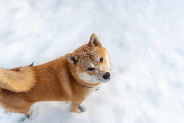 Shiba inu dog in winter. Face covered with snow.