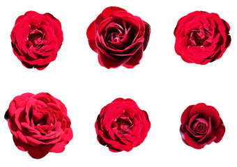 Beautiful bud of a lush red rose on a white background. Collage of a set of scarlet rose buds isolated without background for design. Bright passion flower closeup top view