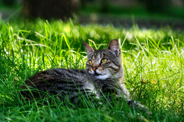 Naklejka na ściany i meble A striped gray cat lies in the green juicy grass. Portrait of a beautiful cat in the summer. selective focus