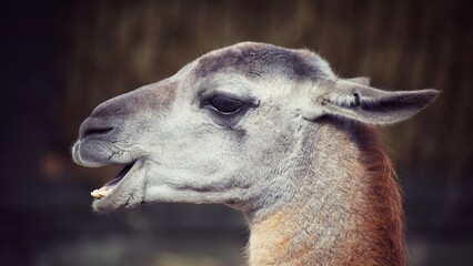 close up of a llama